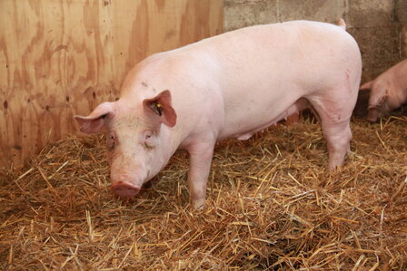 Vers varkensvlees (onverpakt)