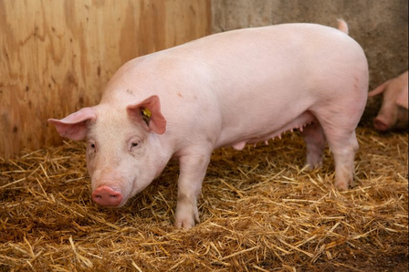 Vers varkensvlees (onverpakt)